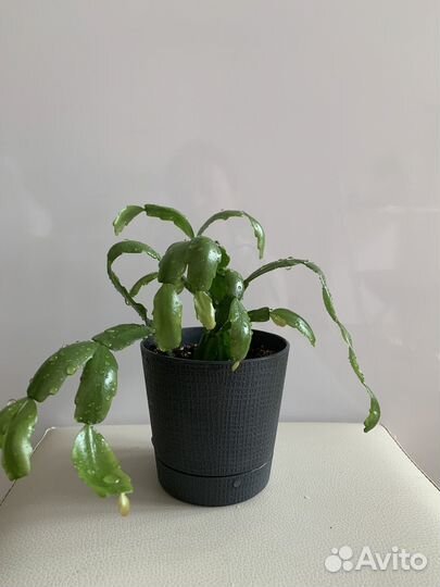 Цветок декабрист