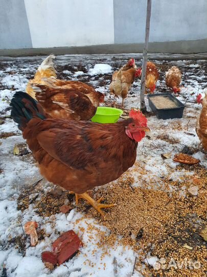 Петушок молодой ломан браун