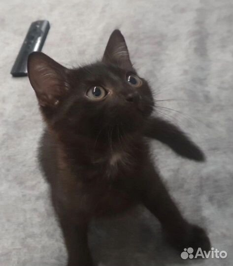 Которебенок в добрые руки