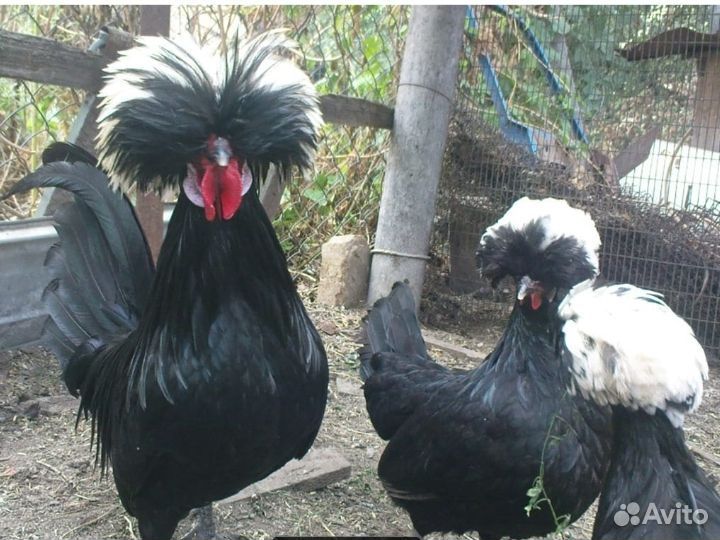 Голландская белохохлая инкубационное яйцо