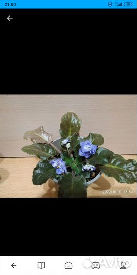 Фиалка Сенполия