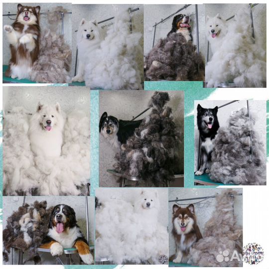 Стрижка собак и кошек (Груминг, тримминг)