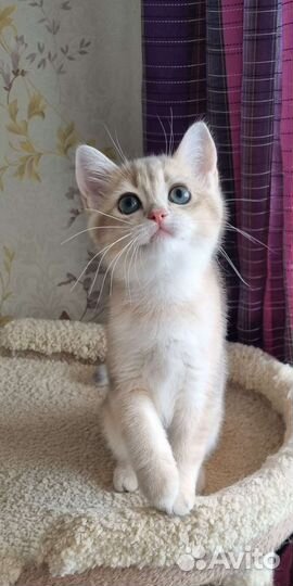 Шиншилловый котик ay11