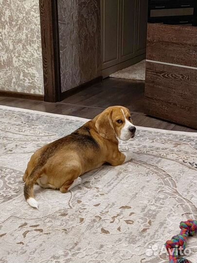 Бигль вязка