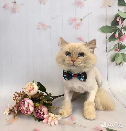 Стрижка кошек и собак, экспресс-линька, тримминг