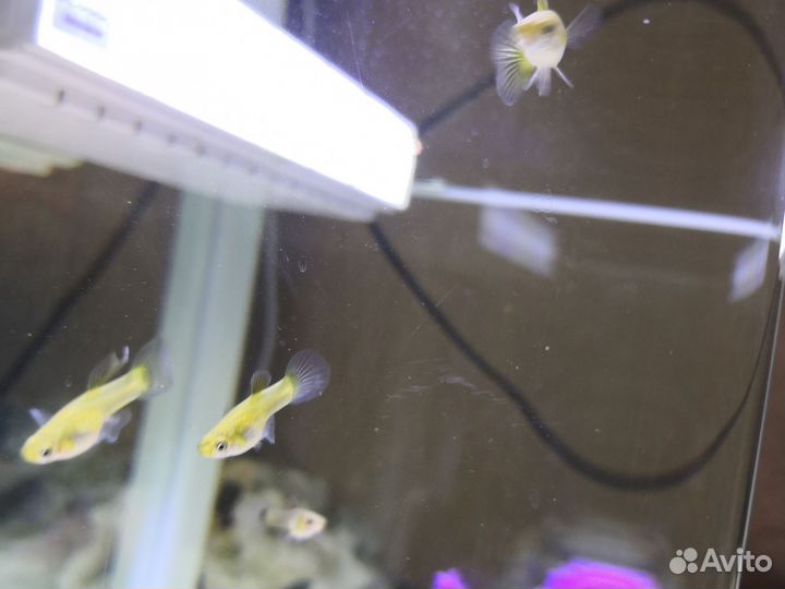 Аквариум