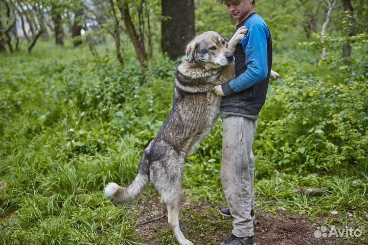 Пëс Боцман в добрые ответственные руки