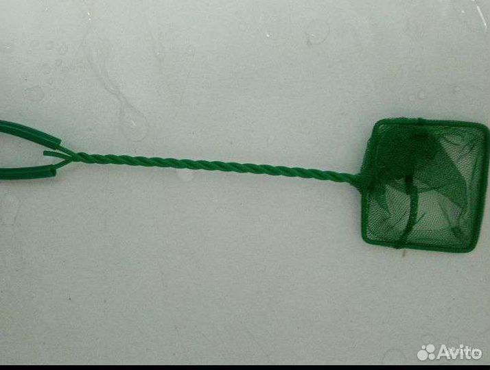 Рыбки (гуппи)