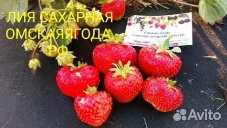 Клубника Лия сахарная рассада
