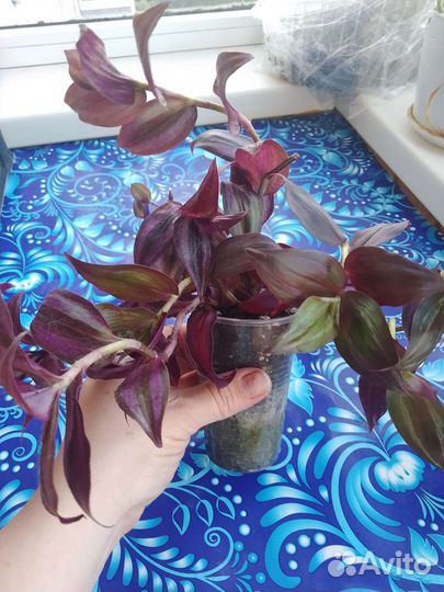 Комнатные цветы