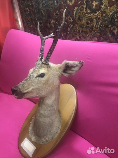 Чучело касули