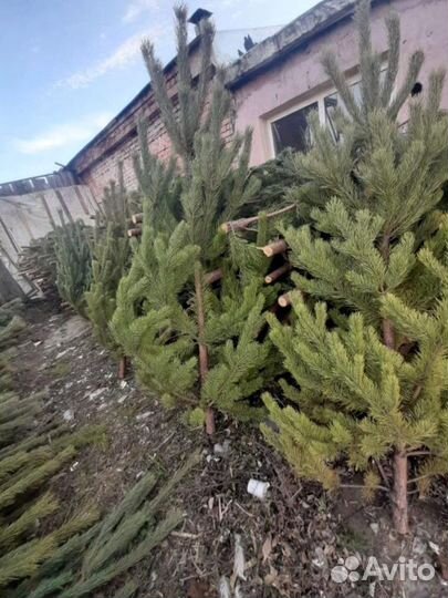 Сосна оптом