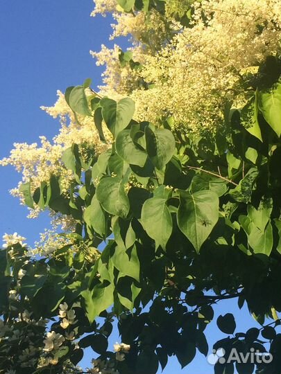 Продам цветы (кусты)