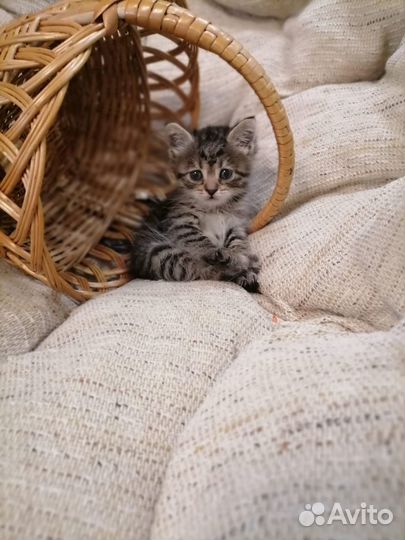 Отдам котенка