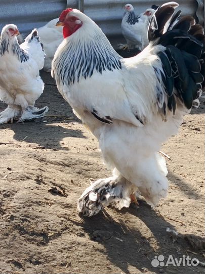 Домашняя птица