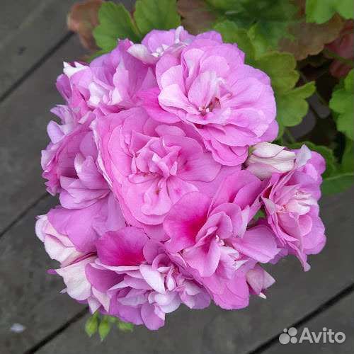 Пеларгония (герань) сортовая