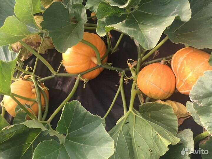 Рассада тыквы