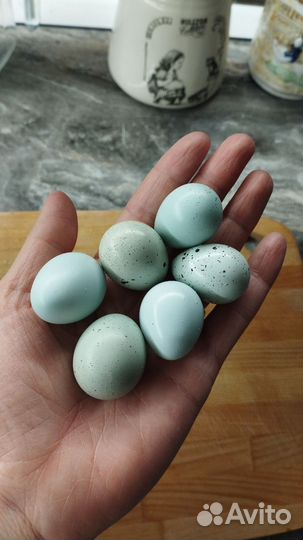 Яйца перепелиные инкубационные