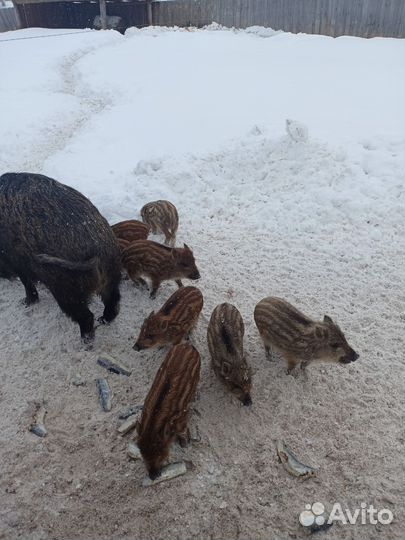 Дикие кабаны