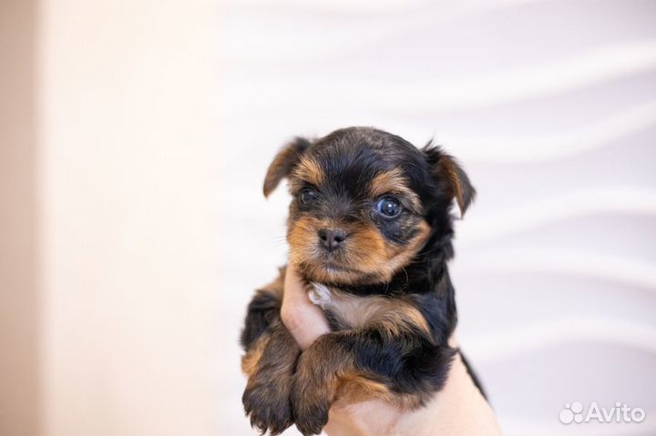 Йоркширский терьер мини беби фейс щенки