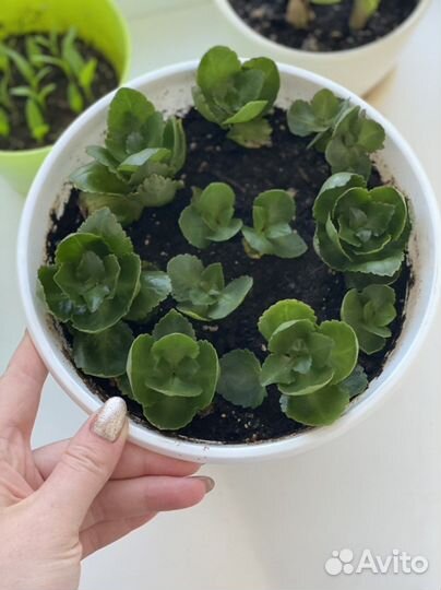 Каланхоэ цветущий