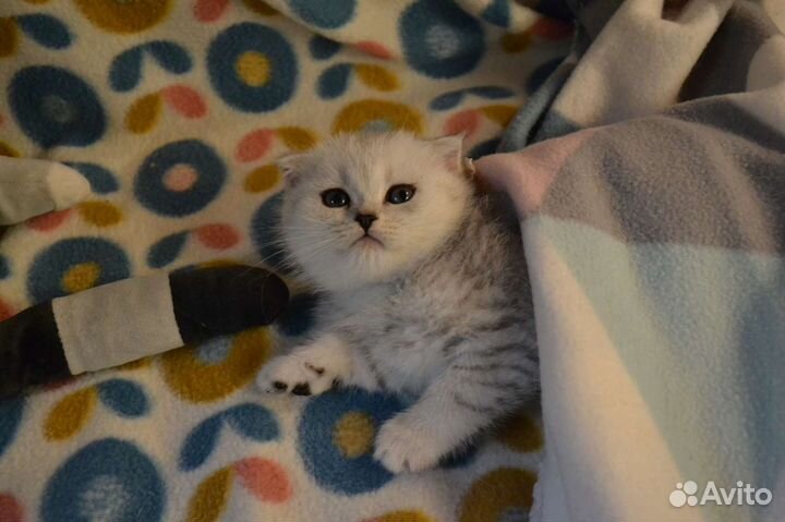 Шотландские котята серебристые шиншиллята