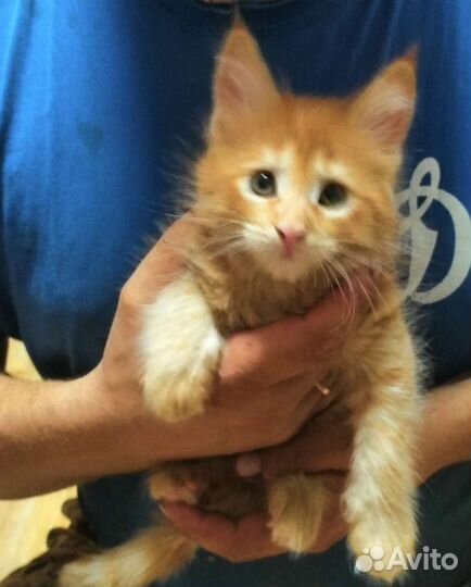 Котята мейн-кун