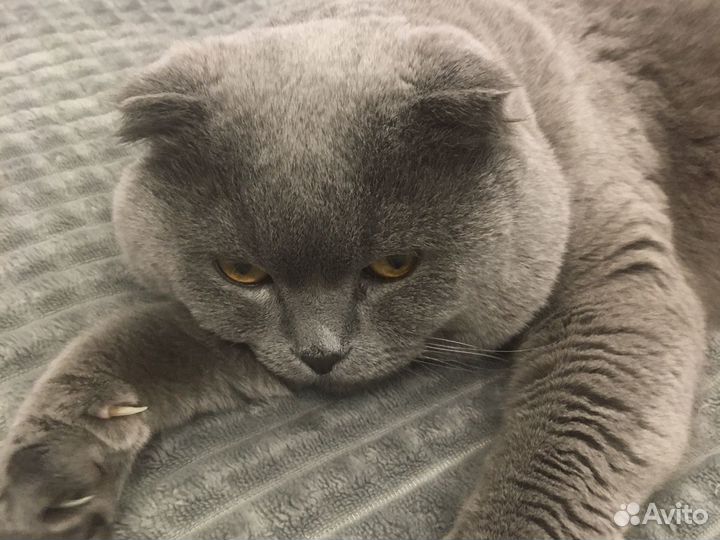 Кот шотландский, вислоухий