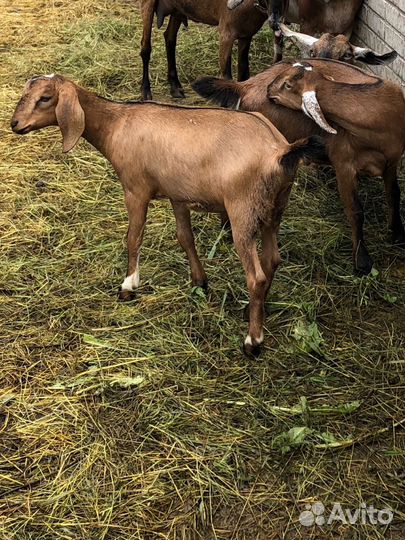 Англо нубийские козы
