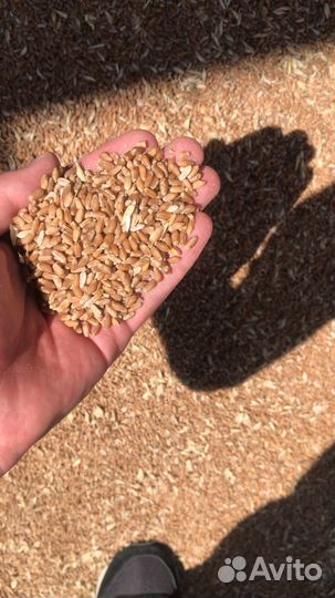 Зерно пшеница