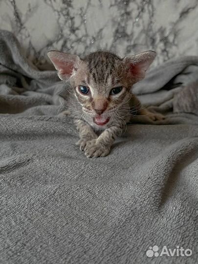 Донской сфинкс котята