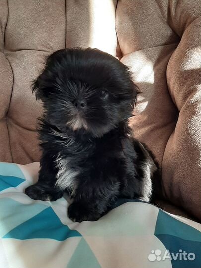 Шитцу мальчики