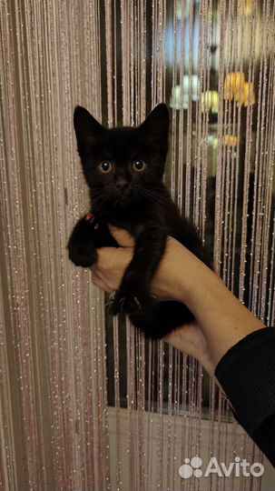 Кошка в дар