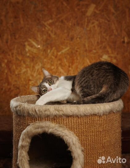 Представляем вашему вниманию очаровательного Макса