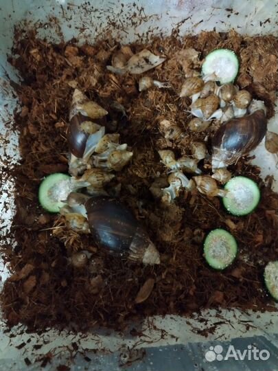 Улитки ахатины