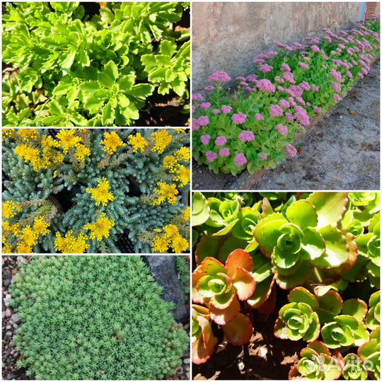 Очитки седумы разные (отправлю)