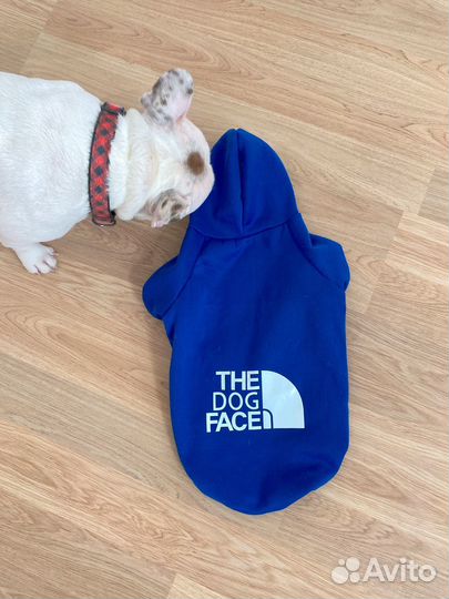 Худи для собак средних пород