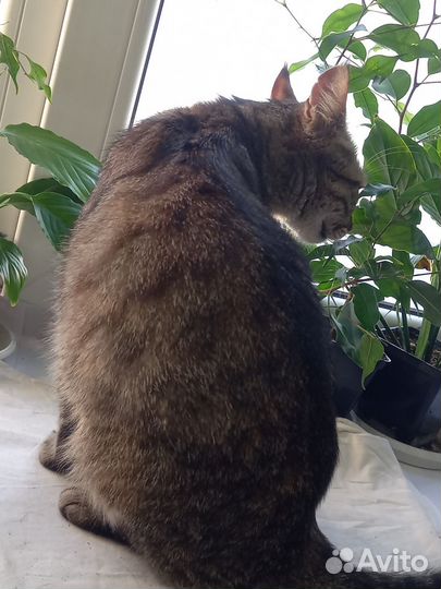 Кошка ласковая