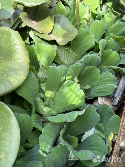 Растения пистия