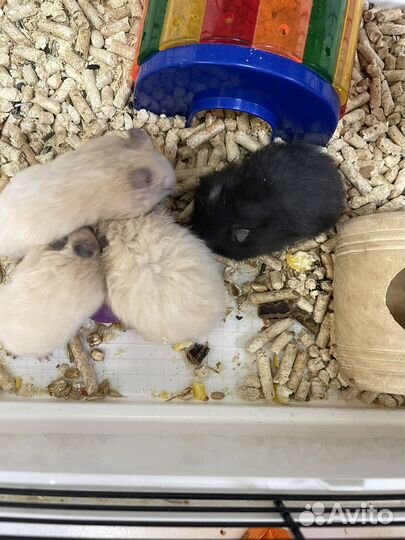 Сирийский хомяк