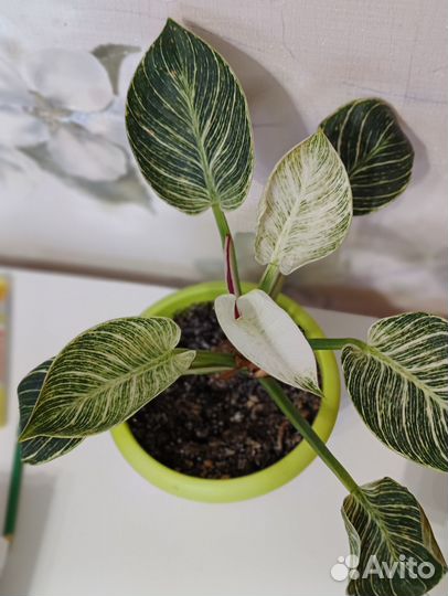 Спатифиллум