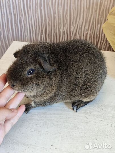 Морская свинка американский тедди