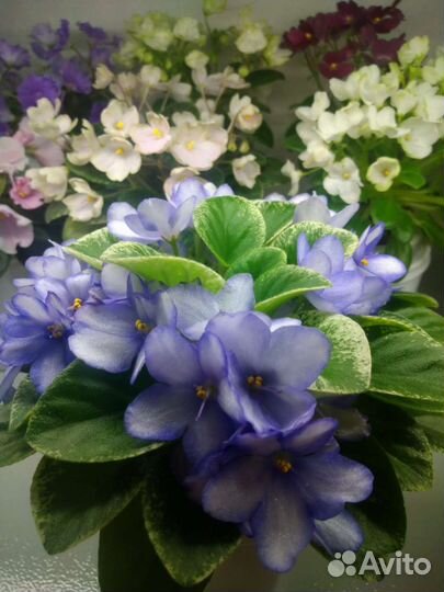 Фиалки мини и полумини