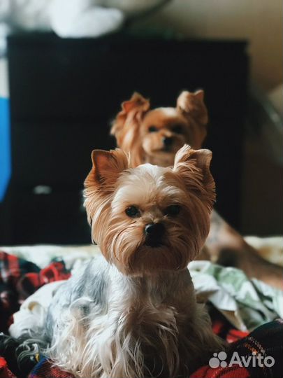 Догситтер / собака на передержку