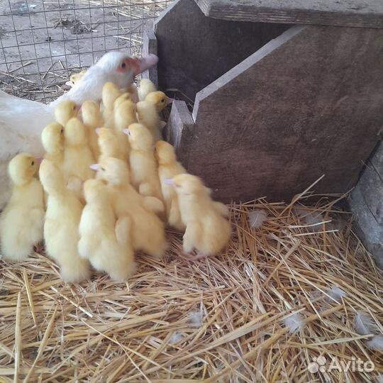 Индоутята тяжелой линии