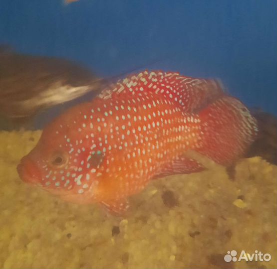 Аквариумные рыбки