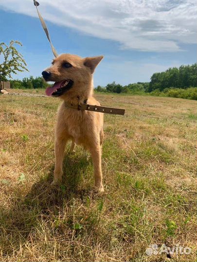 Собака из приюта в дар