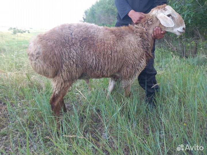 Бараны живым весом
