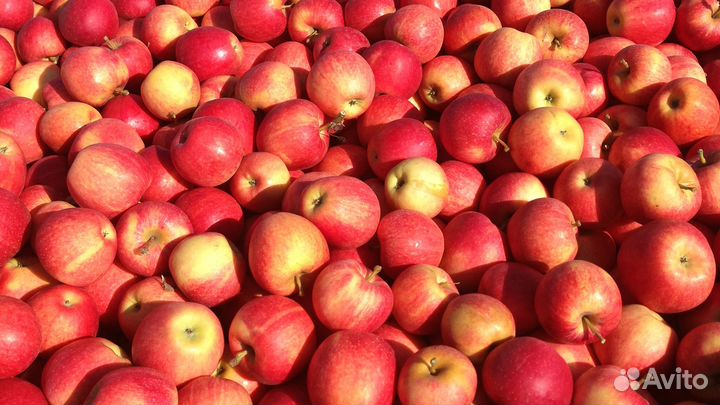 Рабочие на Сбор яблок 4000 ежедневные выплаты