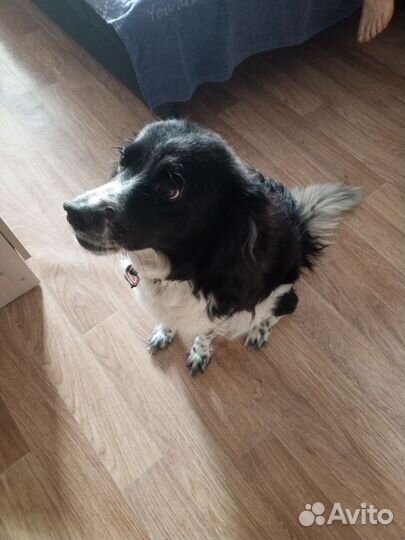 Двортерьер